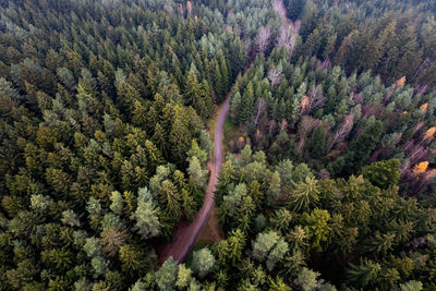 High angle view of pine trees in forest