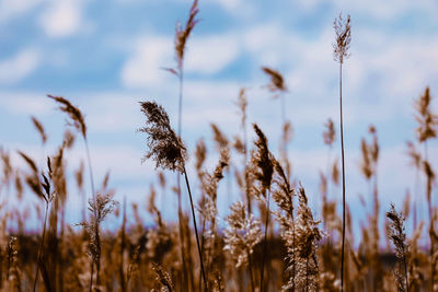 Close-up of stalks in field against sky