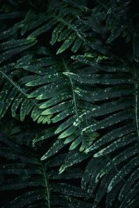 Full frame shot of fresh green leaves