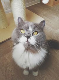 Portrait of cat sitting on hardwood floor