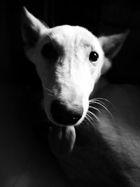 Close-up portrait of dog at home