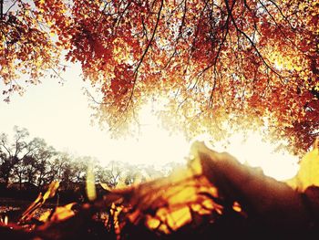 Sun shining through trees