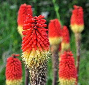 Close-up of red flowering plant