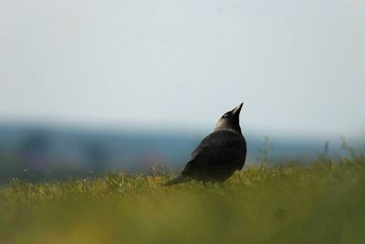 Bird on a field