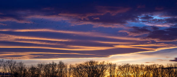 Silhouette trees on field against sky at sunset