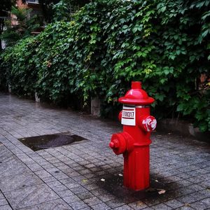 Red fire hydrant by plants