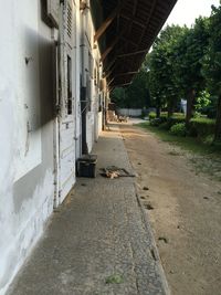 Street amidst trees