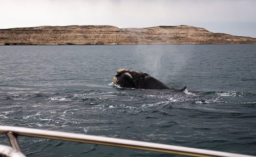 A whale in the peninsula valdes, in patagonia.  