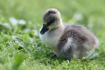 Close-up of an animal