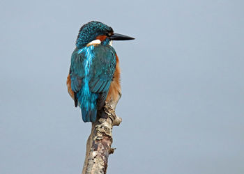 Low angle view of bird perching on branch