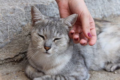 Full length of hand holding cat