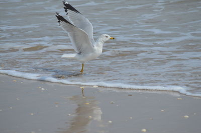 Seagull flying over ocean