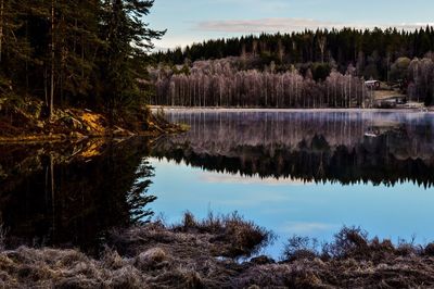 Reflection of trees in calm lake