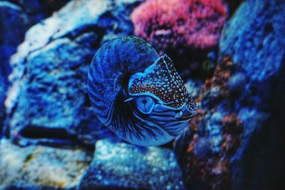 Close-up of fish swimming in sea