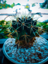 Close-up of cactus in potted plant