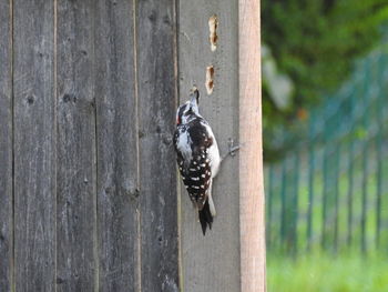 Close-up of a woodpecker on a wood post