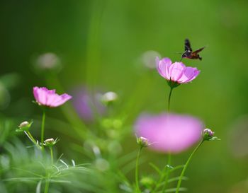 Close-up of insect pollinating on pink flower