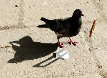 High angle view of bird on shadow
