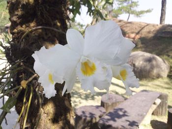 Close-up of flowers on tree