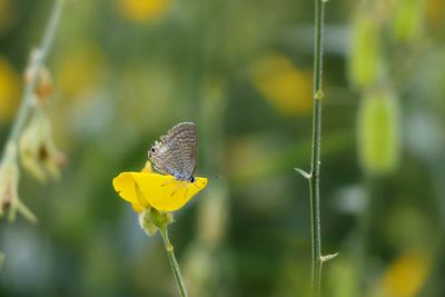 Close-up of butterfly pollinating on yellow flower