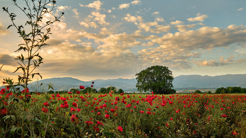 Scenic view of flowering plants on field against sky