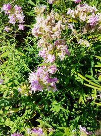 Purple flowers on plant