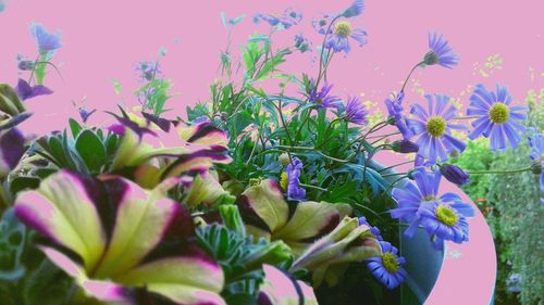 Close-up of purple flowering plants