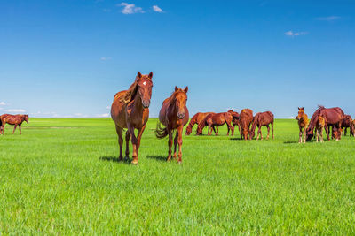 Horses in a field