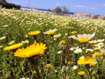 Close-up of yellow flowering plants on field