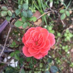 Close-up of pink rose blooming outdoors