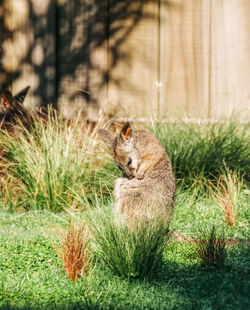 Cat sitting in grass