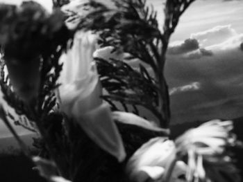 Close-up of plant against blurred background