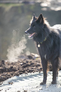 Dog's breath showing on cold day outside.