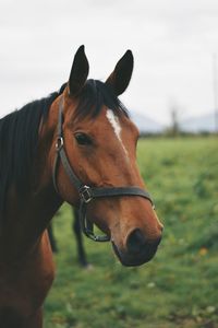 Close-up of horse against sky