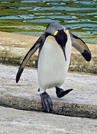 View of a bird on beach
