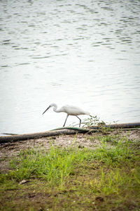 Side view of a bird on lakeshore