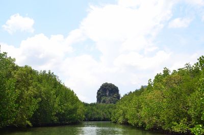 Scenic view of river amidst trees against sky