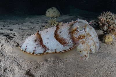 High angle view of fish underwater