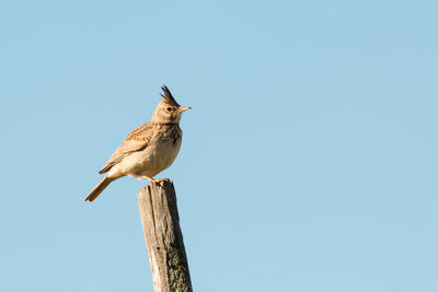 Low angle view of bird perching on wood against clear sky