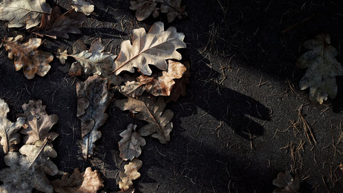 High angle view of dry autumn leaves