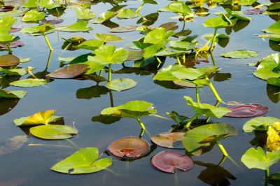 High angle view of water lily in lake