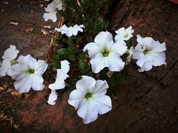 High angle view of white flowers blooming outdoors