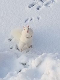 White sheep on snow field