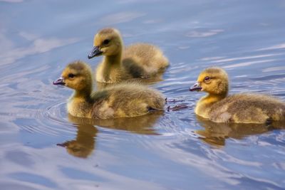 Ducklings swimming in lake