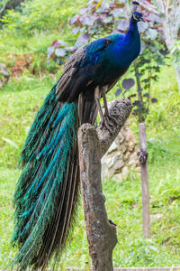 Peacock perching on a tree