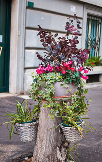 Potted plants against building