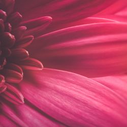 Full frame shot of pink flower