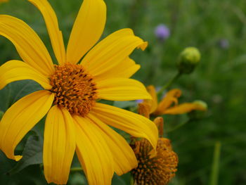 Close-up of yellow flower