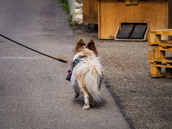 Dog on street in city