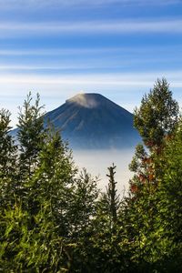 Scenic view of trees against sky